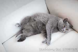 Cats Blackberry British Shorthair Blacky Preg - 10