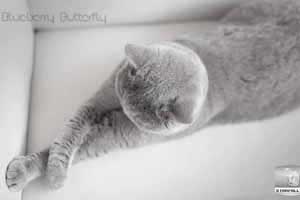 Cats Blueberry British Shorthair Balcon - 34