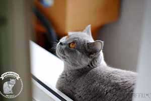Cats Blueberry British Shorthair Pregnant - 23