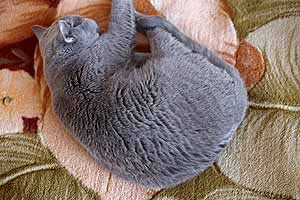 Cats Blueberry British Shorthair Coat - 15