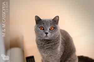 Cats Cassi Cassiopeia Beautiful Orange Eyes - 3