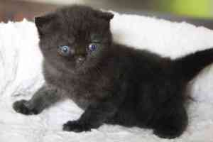 Cats Nesca Black British Shorthair - 25