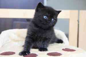 Cats Nesca British Shorthair Black Girl - 22