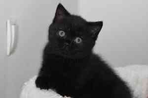 Cats Nesca British Shorthair Black - 17