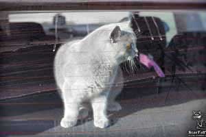 Cats Undercover British Shorthair Travel - 71