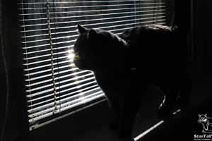 Cats Undercover British Shorthair Sun - 66