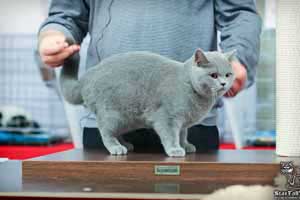 Cats Undercover British Shorthair Show - 63