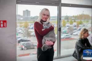 Cats Undercover British Shorthair Show - 42