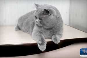 Cats Undercover British Shorthair Session - 35
