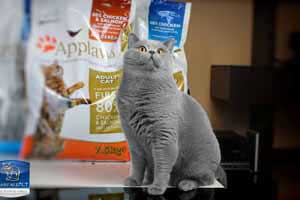 Cats Undercover British Shorthair Applaws - 30