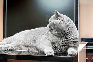 Cats Undercover British Shorthair Session - 27