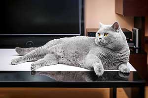 Cats Undercover British Shorthair Session - 26