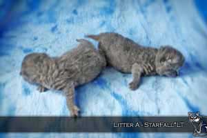 Kittens British Shorthair - 126