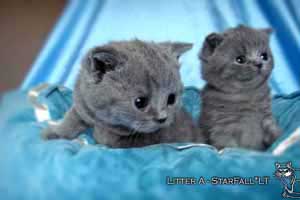 Kittens British Shorthair - 118
