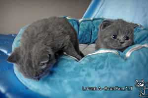 Kittens British Shorthair - 116