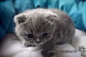 Kittens British Shorthair - 112