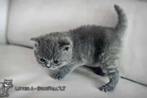 Kittens British Shorthair - 91