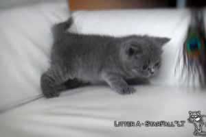 Kittens British Shorthair - 89