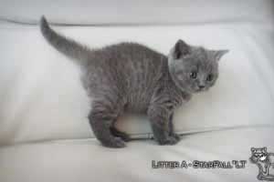Kittens British Shorthair - 84