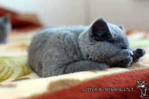 Kittens British Shorthair - 77