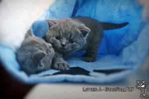 Kittens British Shorthair - 18