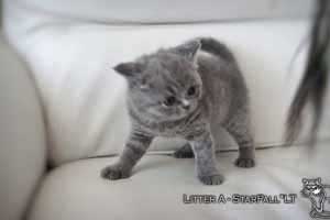 Kittens British Shorthair - 16