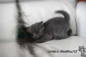 Kittens British Shorthair - 42