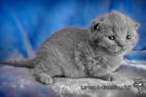 Kittens British Shorthair - 27