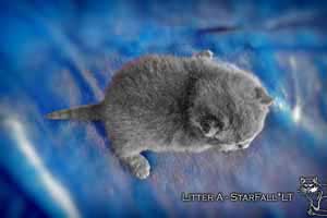 Kittens British Shorthair - 25