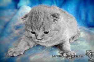 Kittens British Shorthair - 24
