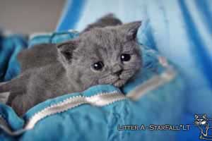 Kittens British Shorthair - 22