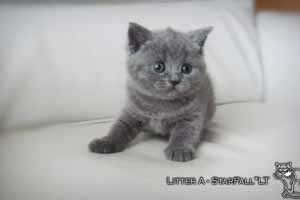 Kittens British Shorthair - 13
