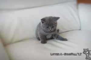 Kittens British Shorthair - 12