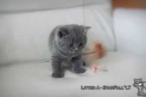 Kittens British Shorthair - 10