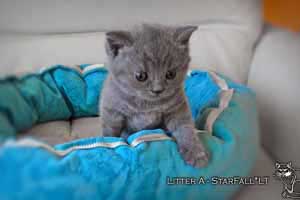 Kittens British Shorthair - 8