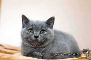 Kittens British Shorthair - 6