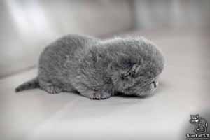 Kittens British Shorthair - 32