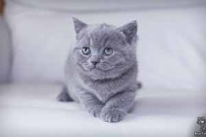 британский короткошерстный кот
