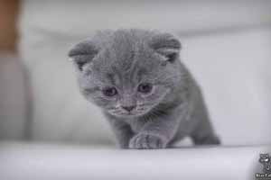 Kittens British Shorthair - 15