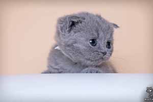 Kittens British Shorthair - 28