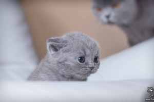Kittens British Shorthair - 24