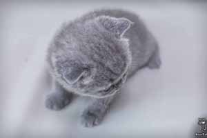Kittens British Shorthair - 8