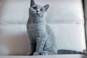 голубые  британские котята