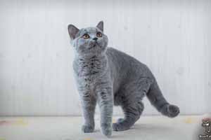 серый британский котенок