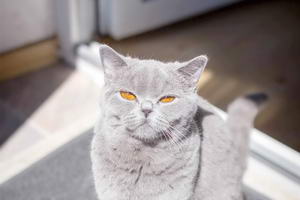британский голубой кот