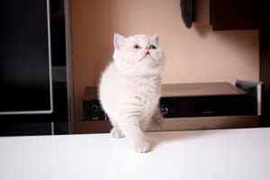 Video  British Shorthair  Kitten - CALLISTA