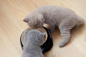kaip maitinti katę