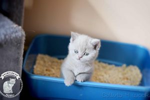 Britų Trumpaplaukiai - Dokumentuoti Britu Trumpaplaukiai Kačiukai Melyni Pilki Ir Lelijiniai