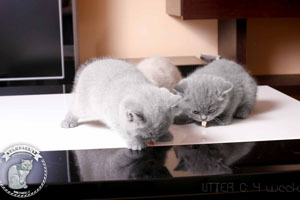 mėlyni kačiukai su dokumentais