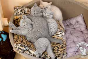 lelijinės spalvos kačiukai